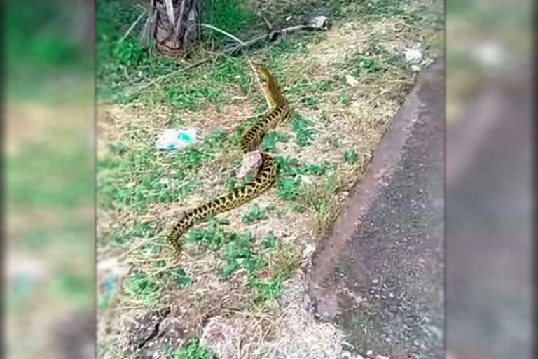 Vídeo: motoristas param o trânsito para sucuri de 2,5 metros atravessar avenida em Corumbá