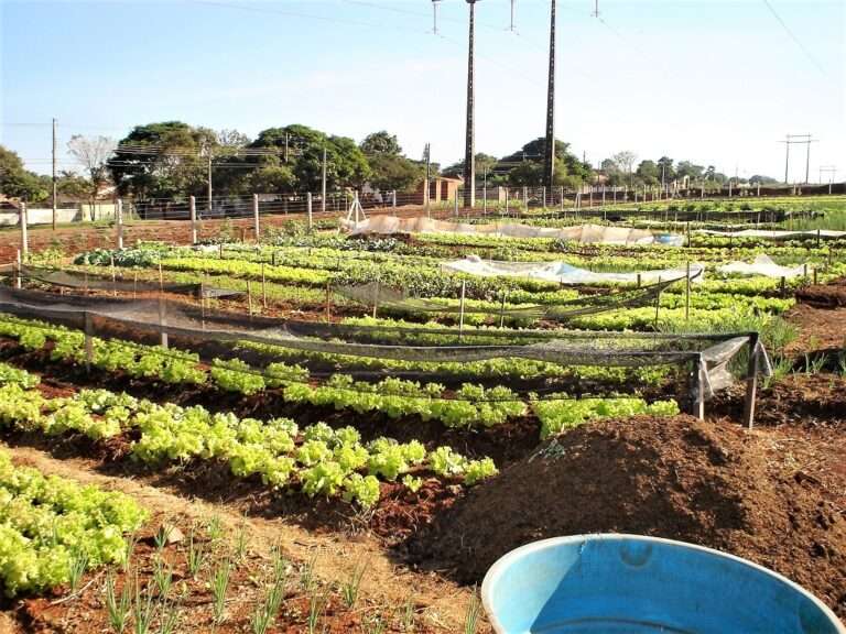 Implantação de horta comunitária no Aeroporto é sugerida na Câmara