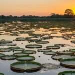 Em três décadas, desmatamento reduz 11% da vegetação nativa do Pantanal