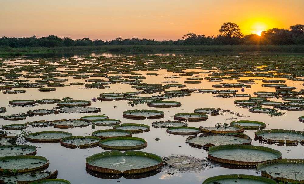 Leia mais sobre o artigo Imasul quer usar decisão anterior para liberar desmate em área no Pantanal