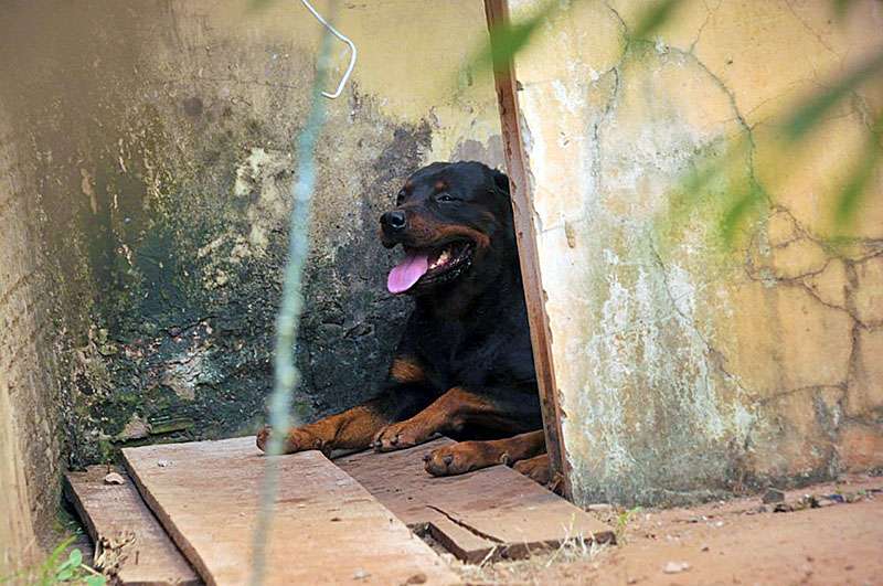 Leia mais sobre o artigo Idoso fica em estado grave após ser atacado por cachorro no quintal de casa em Campo Grande