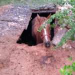 Bombeiros resgatam cavalo que caiu em fossa no Cristo Redentor