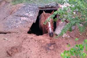Leia mais sobre o artigo Bombeiros resgatam cavalo que caiu em fossa no Cristo Redentor