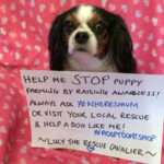 A comovente história de Lucy, cadela que inspirou nova lei sobre compra de cães no Reino Unido