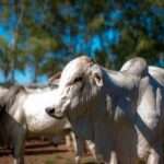 Funcionário morre arrastado por cavalo durante manejo de gado em fazenda no Pantanal