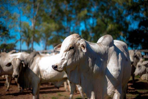 Leia mais sobre o artigo Ministério da Agricultura confirma caso de vaca louca em MT