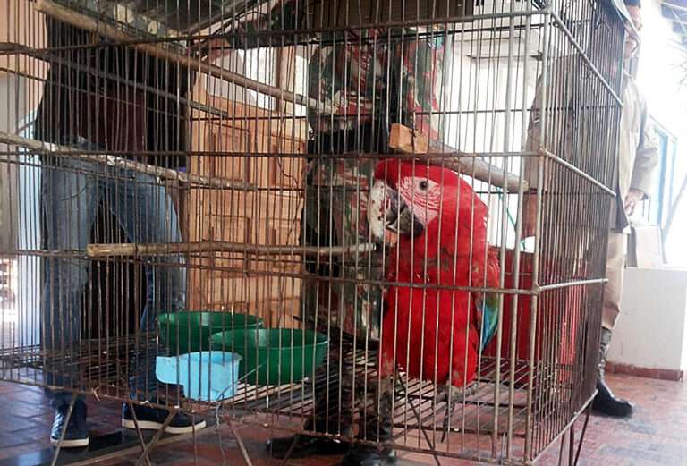 Com suspeita de terem sido atingidas por tiros, Araras são resgatadas pelos bombeiros em Corumbá