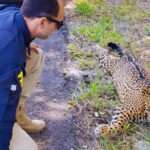 Onça-Pintada morre atropelada na BR-262 e carcaça desaparece | Vídeo