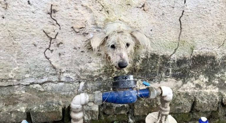 Cachorrinha de rua que fica entalada em muro, é resgatada por bombeiros e ganha novo lar em MS