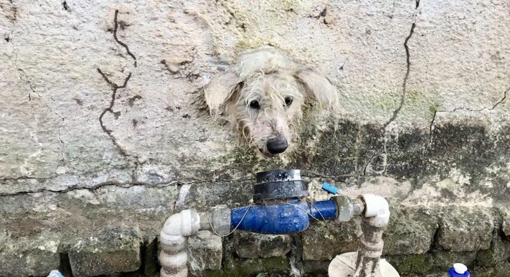 cachorrinha