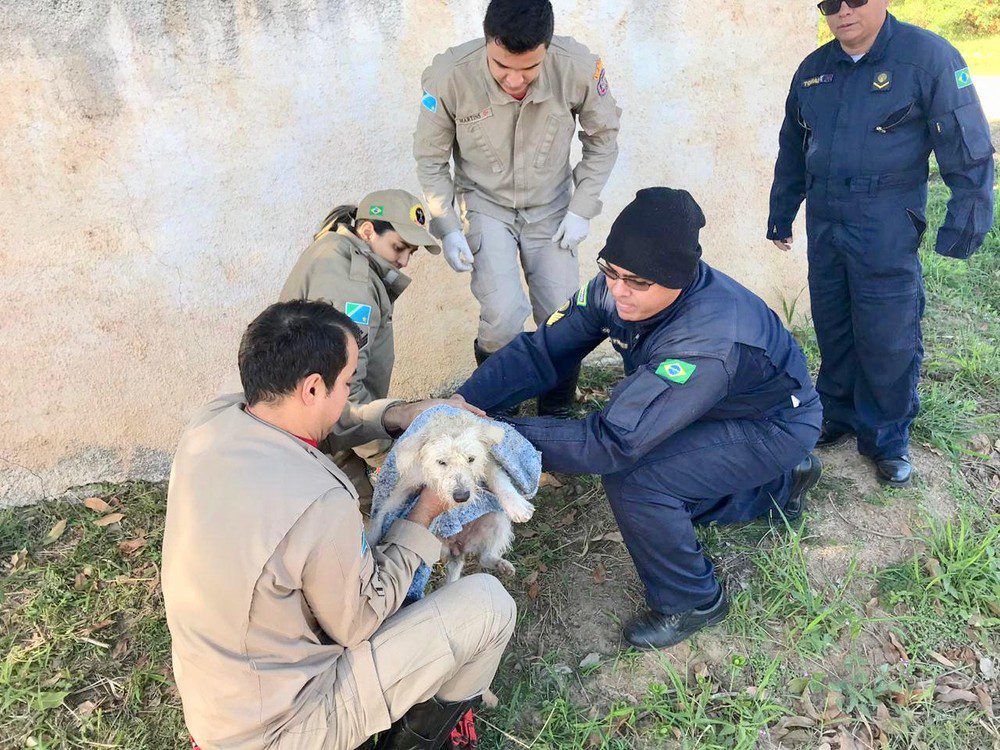 Cachorrinha de rua que fica entalada em muro, é resgatada por bombeiros e ganha novo lar em MS 2 cachorrinha2