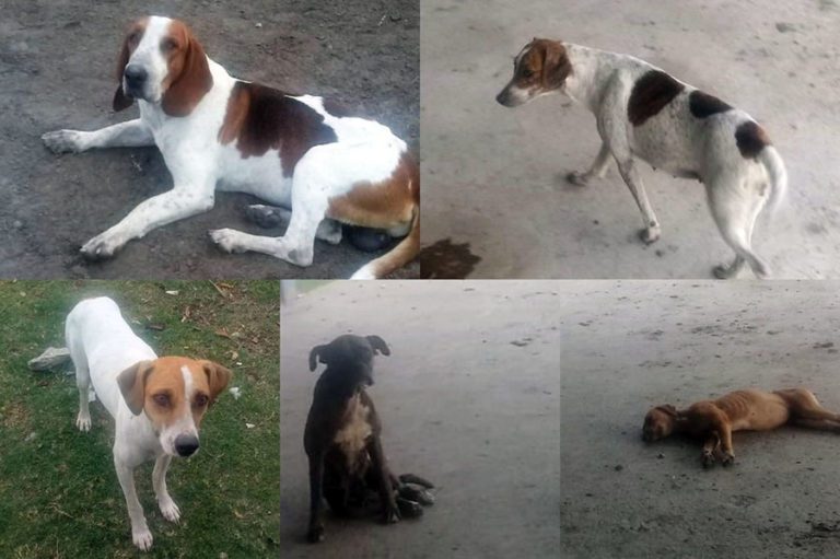 Homem salvo por cães de ataque de onça espera por reencontro com seus “anjos da guarda”