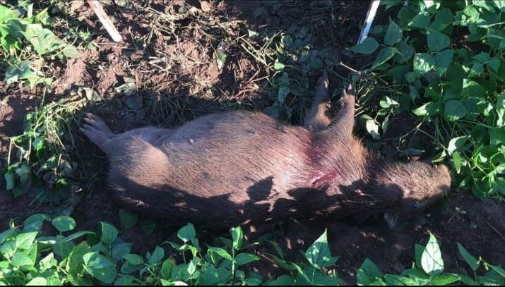 Onça assusta funcionários nos arredores da UEMS e campus fica em alerta