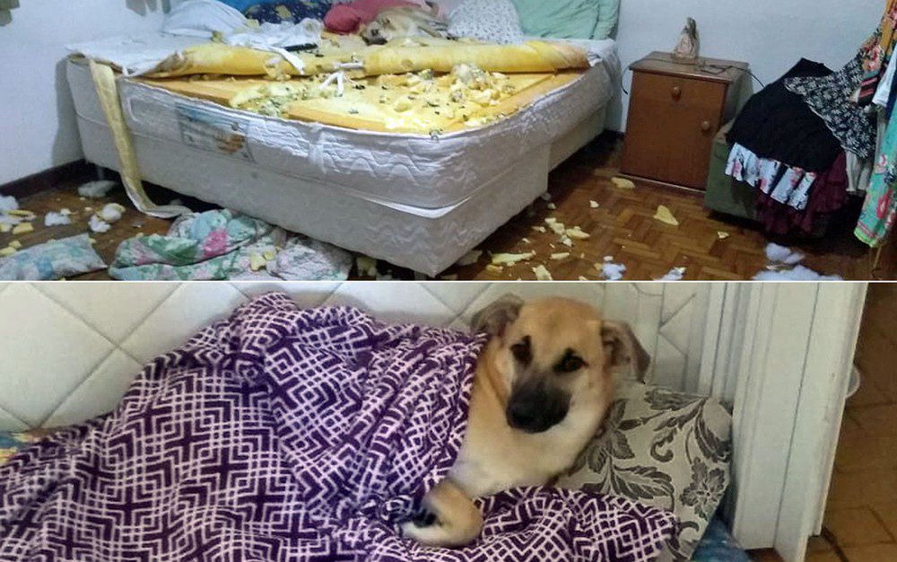 chico2