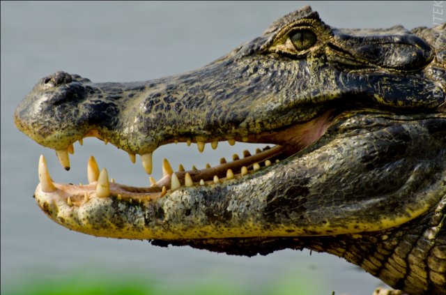 jacare 10 milhões de jacarés