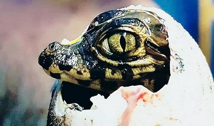 Um dos símbolos do Pantanal, Jacaré pode potencializar economia e turismo em Corumbá