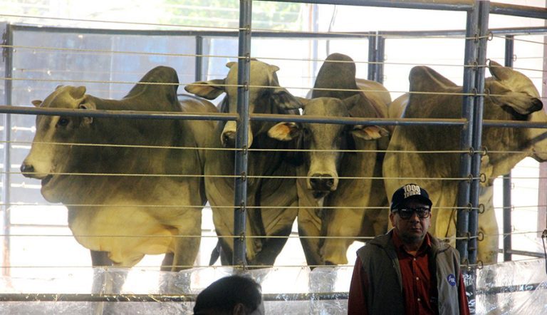 Feira Agrotecnológica do Pantanal  movimenta R$ 1,7 milhão em três dias
