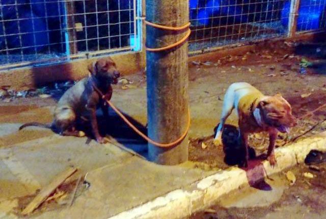 Homem é atacado por pitbulls e tem o braço dilacerado em Campo Grande