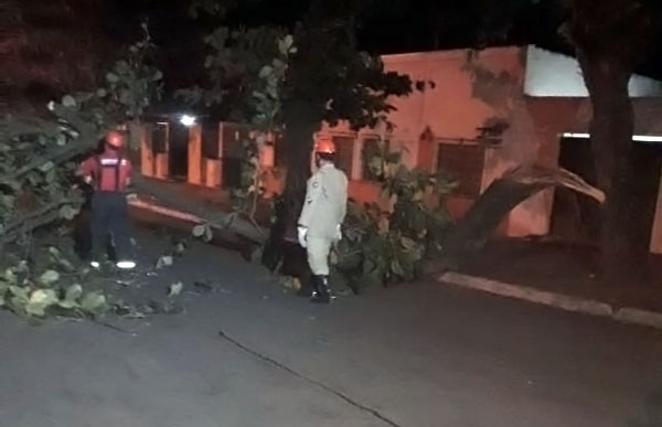 Carro fica danificado após queda de árvore na região central de Corumbá