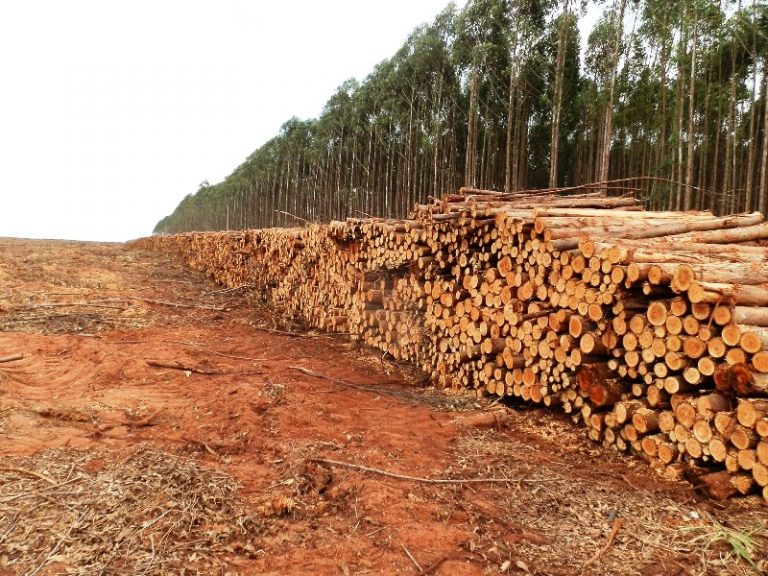 Homem morre após ser atingido por tora de eucalipto em Ponta Porã