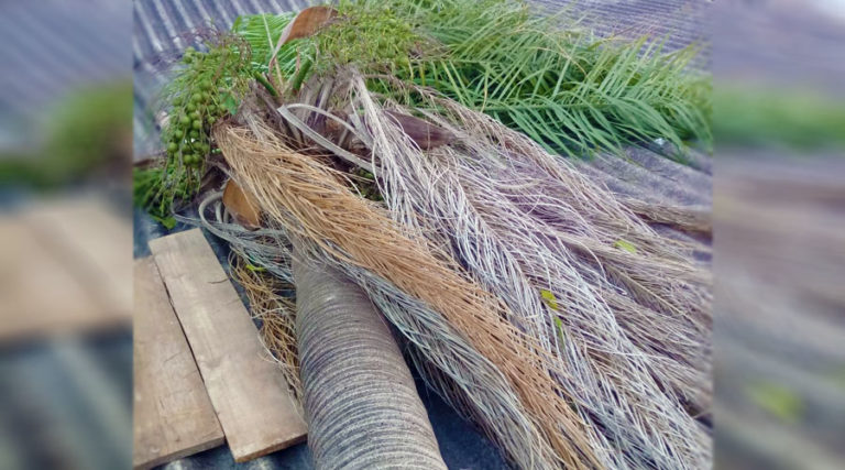 Ventania provoca queda de árvores e mobiliza equipes do Corpo de Bombeiros em Corumbá