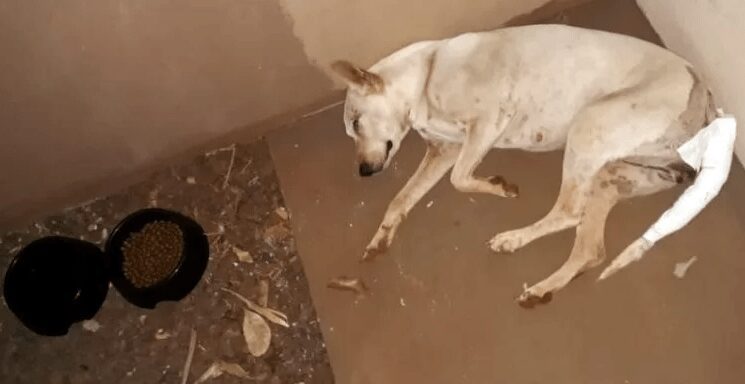 Cadela vítima de zoofilia é resgatada por ONG e Polícia Civil é acionada no interior de MS