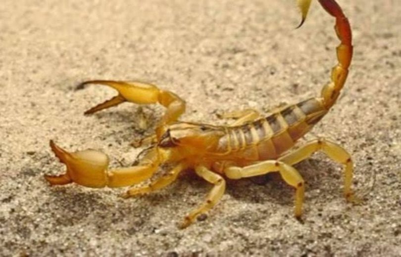 escorpião