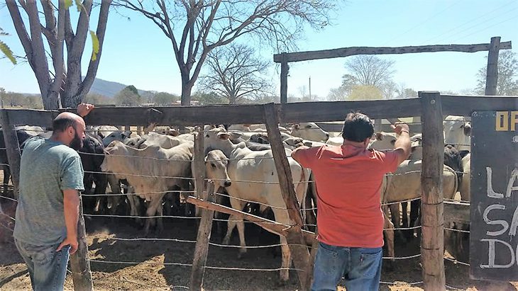 Em Corumbá, Garras prende homem com 39 cabeças de gado sem origem comprovada