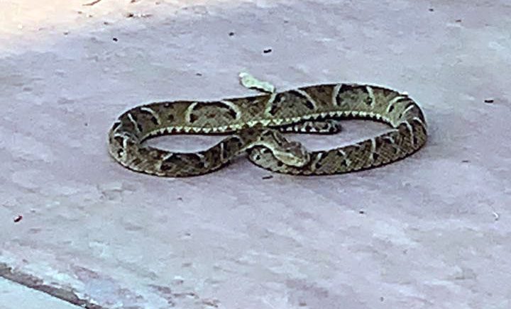 Jararaca é capturada pelos Bombeiros em varanda de casa no Universitário