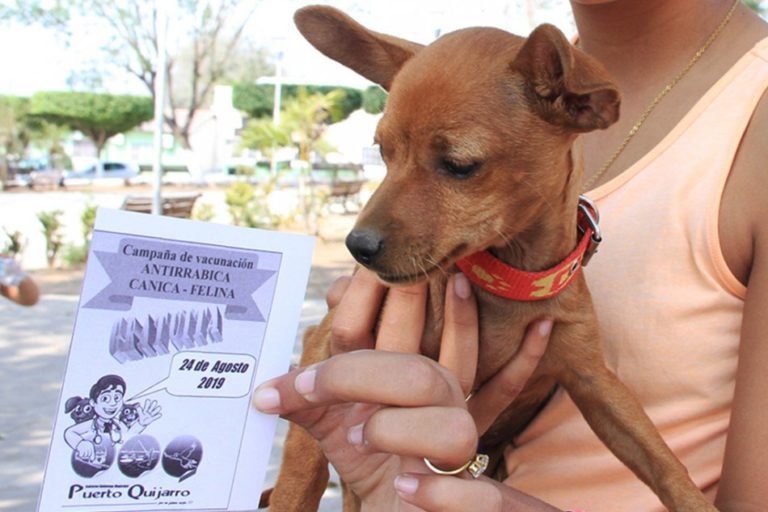 Corumbá apoia campanha de vacinação contra raiva na Bolívia