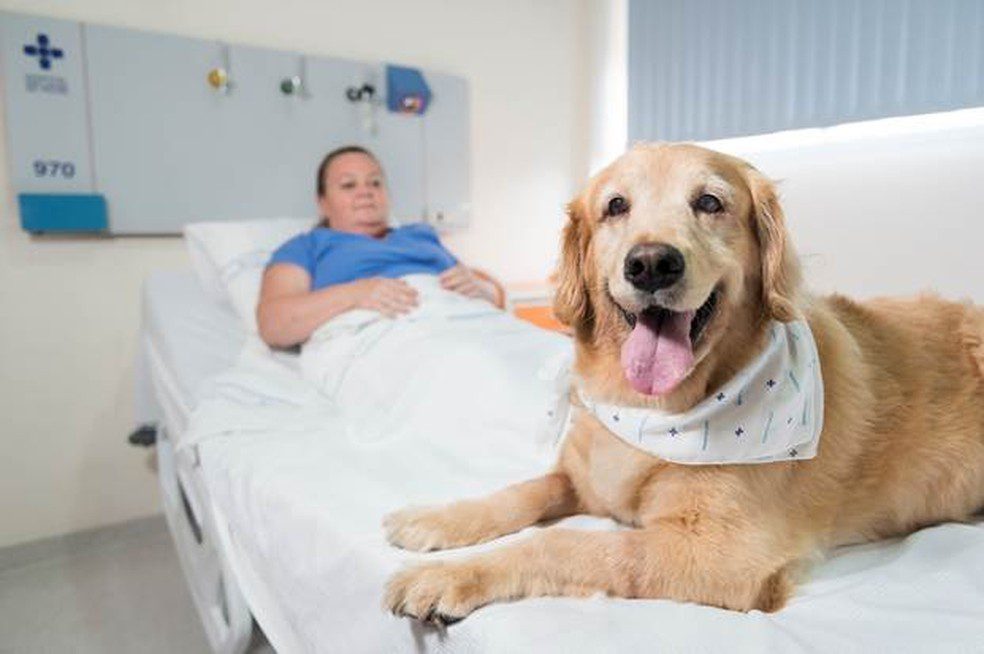 cachorro em hospital