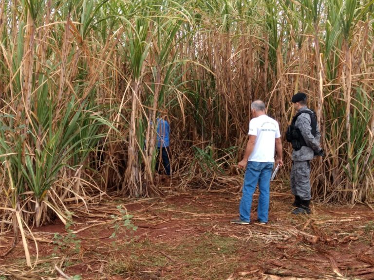 Com sinais de abuso sexual, corpo de mulher é encontrado em canavial de Dourados