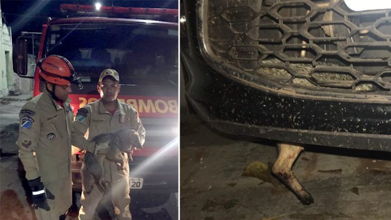 Bombeiros resgatam Lobinho do mato que ficou preso em carenagem de carro