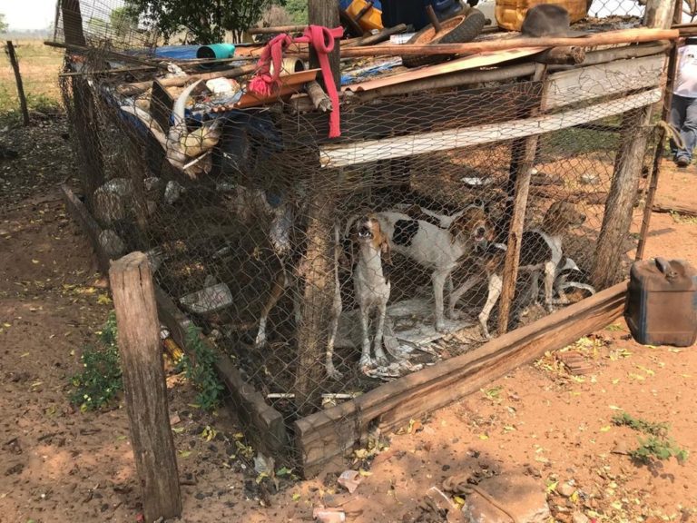 Denúncia de maus-tratos leva polícia e CCZ a flagrar 40 cães da raça beagle em canil clandestino de MS