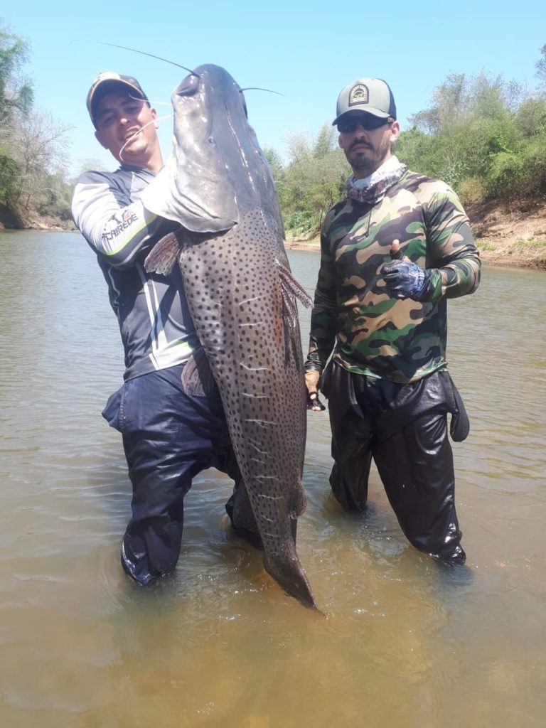 Amigos pescam pintado de 1,60 m e 50 quilos no Rio Miranda