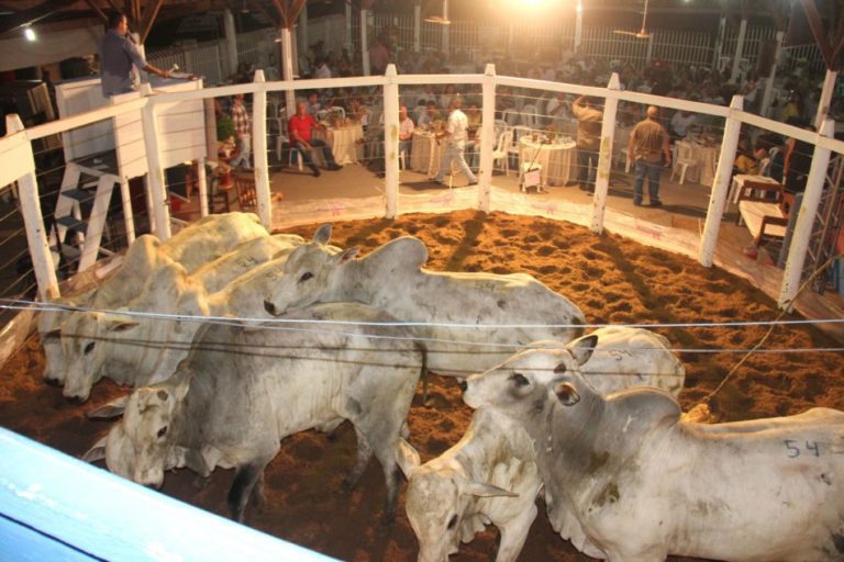 Feapan abre dia 08 de novembro com leilão de touros