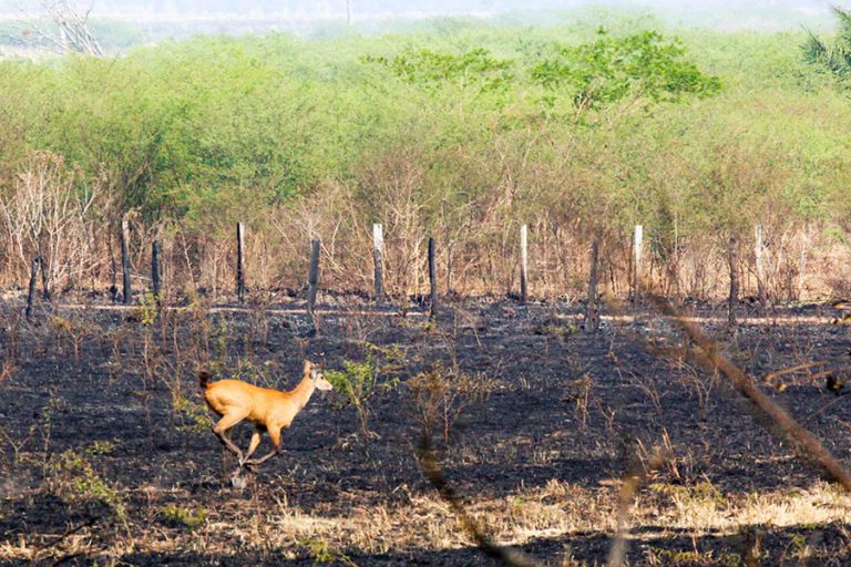 Área queimada no Pantanal chega a 122 mil hectares e força-tarefa intensifica combate