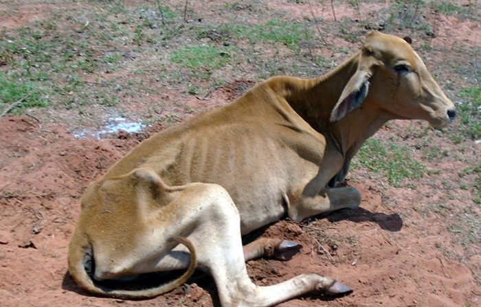 Fazendeiro é multado pela PMA por abandonar rebanho de gado sem pasto em MS