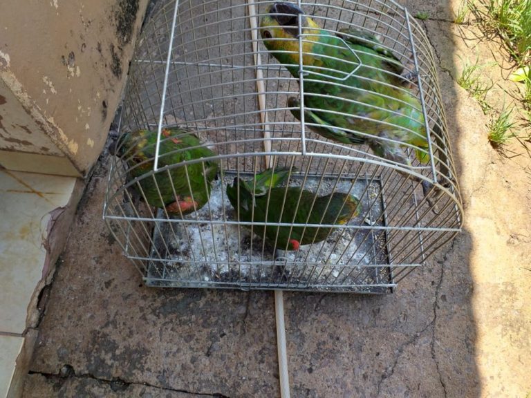 Mulher é multada por cortar asas de papagaios e mante-los presos em gaiolas