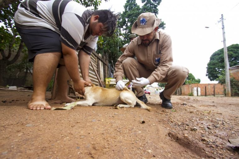 Campanha de vacinação contra raiva animal em Corumbá entra em fase final