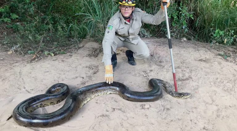 Cobra com 6 metros de comprimento e 70 kg é capturada em fazenda de Goiás