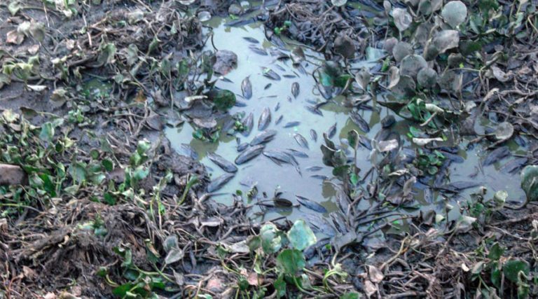 Chuva traz alívio para queimadas no Pantanal, mas Defesa Civil permanece em alerta