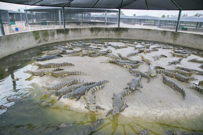 FEGASA abre inscrições para visita técnica à frigorífico de carnes de jacarés