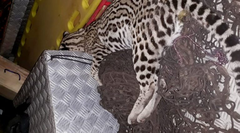 Jaguatirica encontrada sem vida