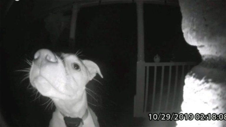 Cachorro toca campainha para avisar aos donos que ficou trancado fora de casa; vídeo