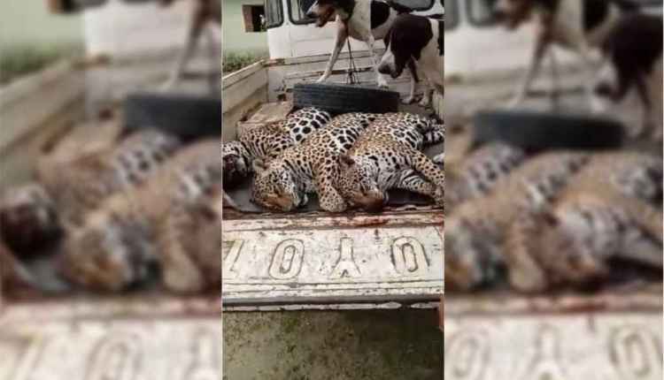 Polícia de MT encontra fazenda onde onças-pintadas teriam sido filmadas mortas em caminhonete