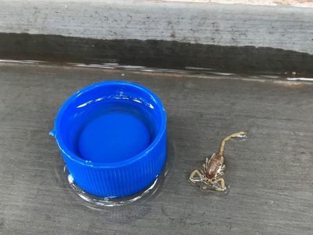 Mutirão captura escorpiões em condomínio de menina que foi picada