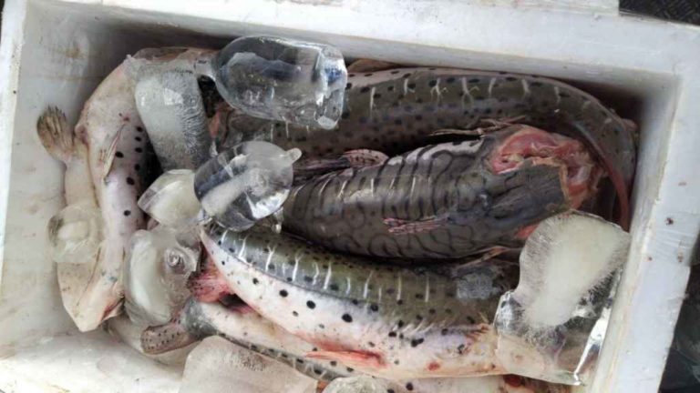 Bolivianos são presos por pesca predatória no Pantanal