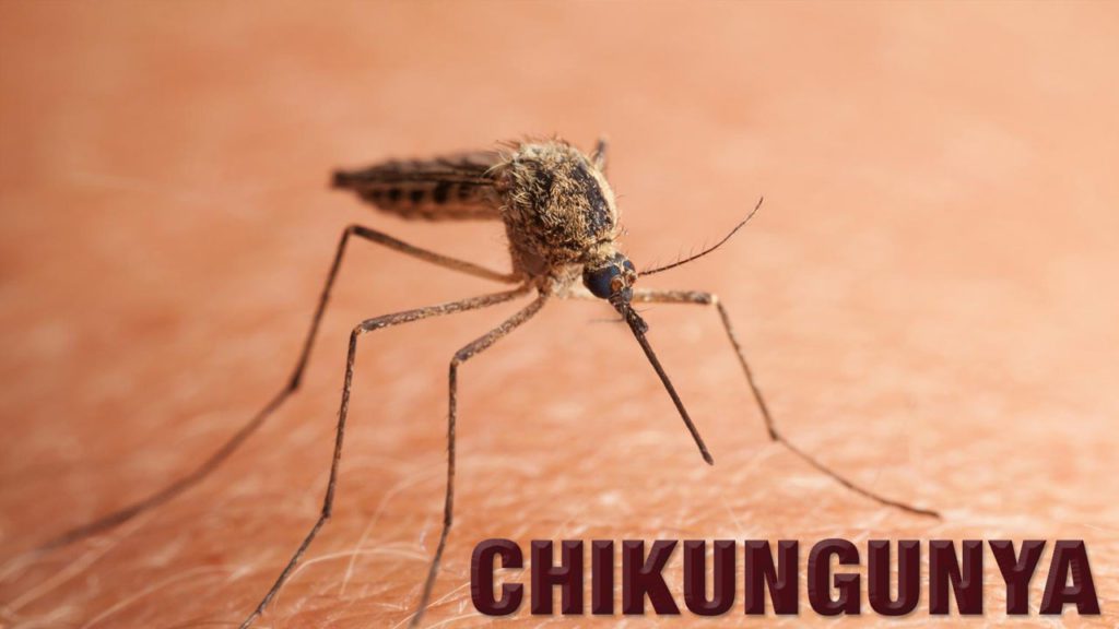 Chikungunya
