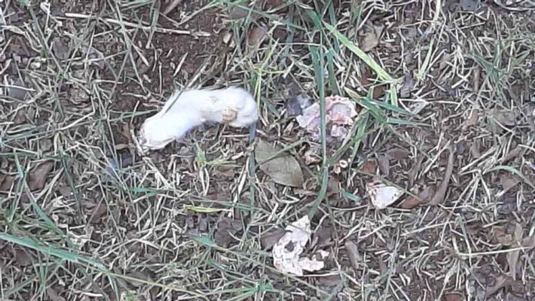 Maus-tratos: Gatos são encontrados decapitados e mutilados em MS
